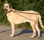 Kangal Hund