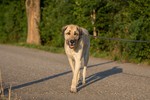 Kangal Hund