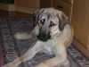 Kangal Hund