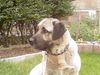 Kangal Hund