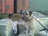 Kangal Hund