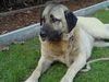 Kangal Hund