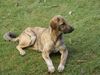 Kangal Foto: Unser (ID 8063) Kangal Hund
