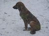 Kangal Foto: Tarek 18Wochen 24kg 57cm (ID 8064) Kangal Hund