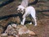 Kangal Hund