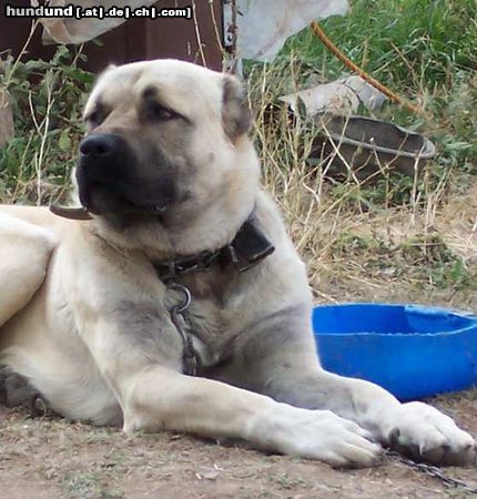 Kangal Einer meiner Rüden in der Türkei (Haso)