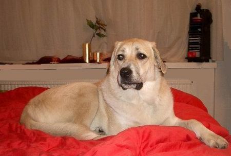 Kangal Hunde Foto 30245 Kangal meine Schantal 1jahre alt.