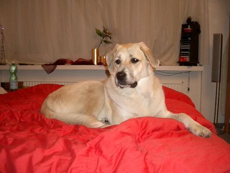 Kangal Hunde Foto 30264 Kangal Schantal 1jahre alt