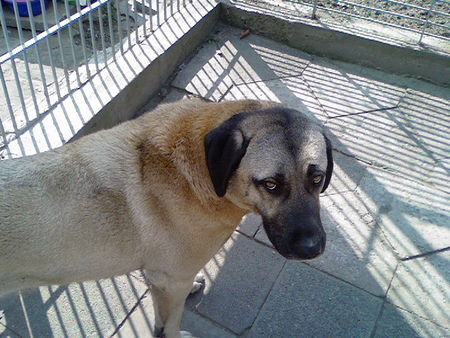 Kangal ates wider mit seinem unschulds blicke,mit hintergedanke,sie kletterte über 2 m zaun von ihre zwiinger