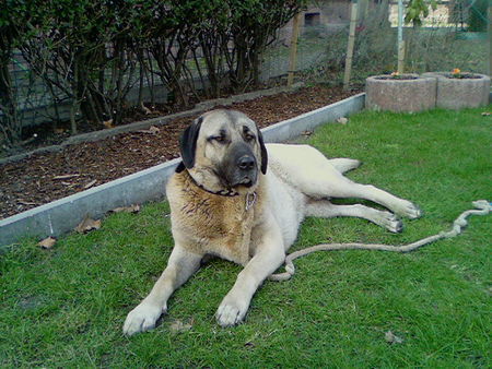 Kangal Hunde Foto 31745 Kangal ATES TAVSAN VE KÖPEK DÜSMANI