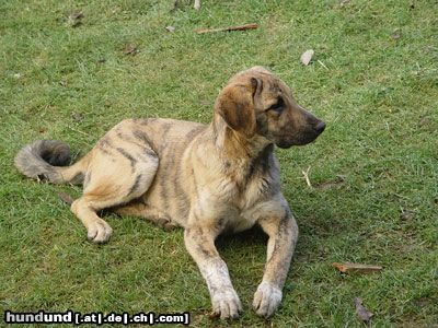 Kangal Hunde Foto 8063 Kangal Unser