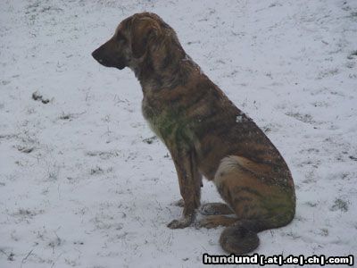 Kangal Hunde Foto 8064 Kangal Tarek 18Wochen 24kg 57cm