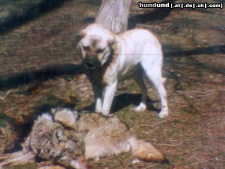 Kangal Kangal mit Wolf
