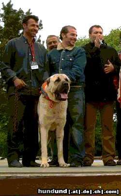 Kangal Hunde Foto 21931 Kangal Yaman 4 Jahre
