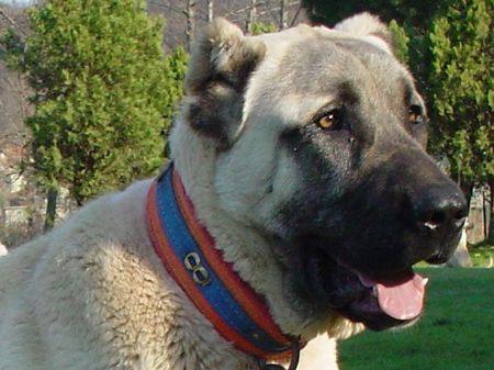 Kangal