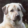 Kangal, Karabash, Coban Copegi, Karabas, Kangal-Hund, Anatolischer Schäferhund