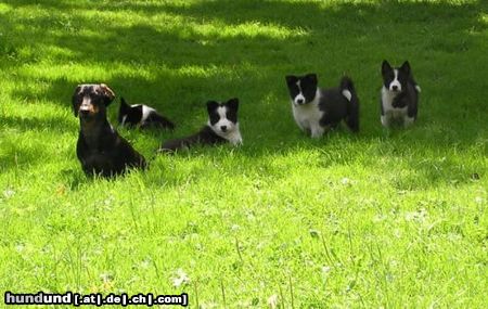 Karelischer Bärenhund Kan Trace