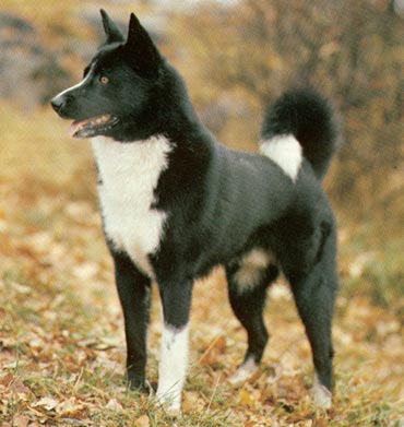 Karelischer Bärenhund Hunde Foto 297 Karelischer Bärenhund