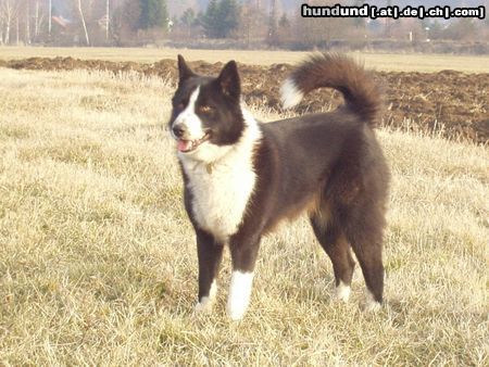 Karelischer Bärenhund Meine Berta, die schönste