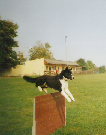 Karelischer Bärenhund Hunde Foto 37196 in höherer Auflösung ansehen Karelischer Bärenhund Bjornehusets Lucky-Interchampion, Multichampion