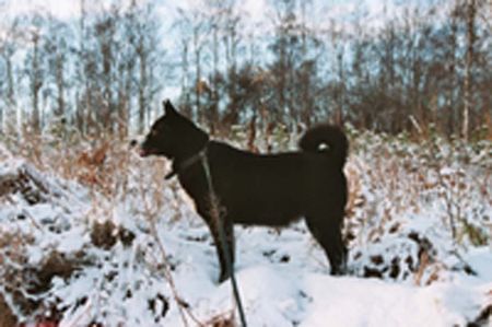 Karelischer Bärenhund karelian bear dog