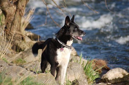 Karelischer Bärenhund SkyFly unsere KarelischeBärenhündin/Huskymix, ein starker Hund und etwas gans Besonderes..