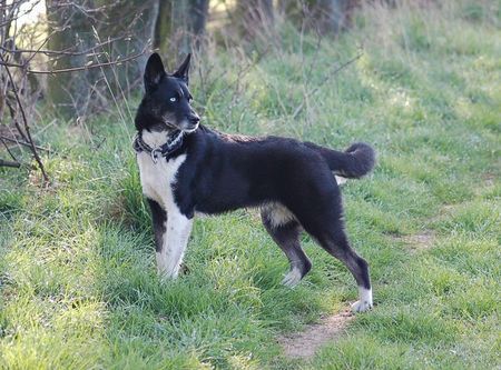 Karelischer Bärenhund SkyFly unsere KarelischeBärenhündin/Huskymix, ein Traum von Hund und super sozial Rudelverträglich