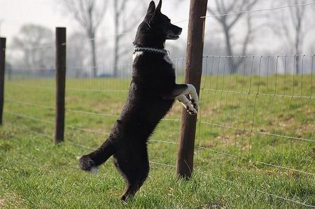 Karelischer Bärenhund SkyFly unsere KarelischeBärenhündin/Huskymix, ihr karelisches Blut kann sie nicht verleugnen