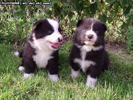 Karelischer Bärenhund Puppies 4 weeks old