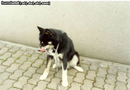 Karelischer Bärenhund Hunde Foto 8846 Karelischer Bärenhund mein erster Karelier