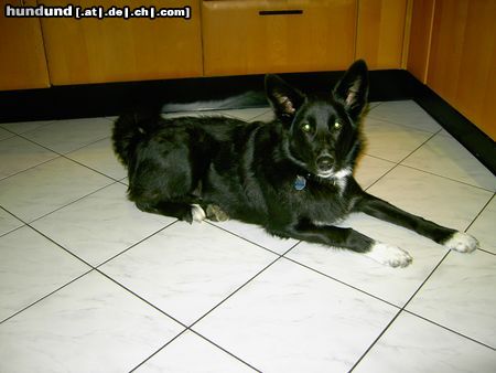 Karelischer Bärenhund Hunde Foto 9348 Karelischer Bärenhund Hallo ich heiße KIMBA und bin am 1.4.2003 geboren.