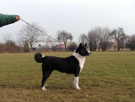 Karelischer Bärenhund Hunde Foto 37197 in höherer Auflösung ansehen Karelischer Bärenhund Gima Pikimusta
