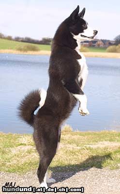 Karelischer Bärenhund Hunde Foto 16195 in höherer Auflösung ansehen Karelischer Bärenhund Bjørnehusets Laika