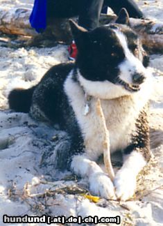 Karelischer Bärenhund Ich liebe das Strandleben...