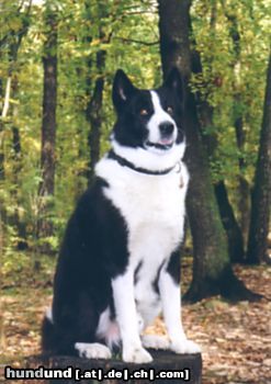Karelischer Bärenhund Hunde Foto 10637 Karelischer Bärenhund Ich warte... und warte...