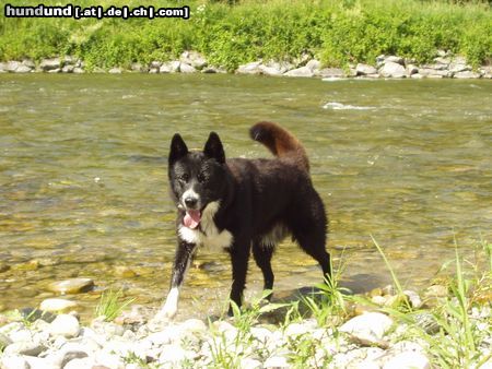 Karelischer Bärenhund Hunde Foto 4177 Karelischer Bärenhund Jessy 4 Jahre