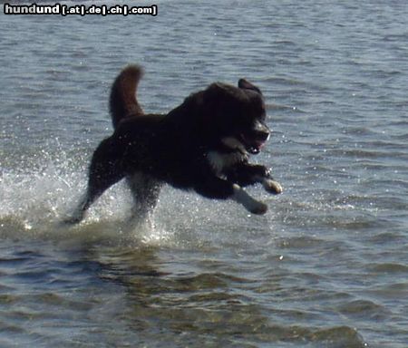 Karelischer Bärenhund Hunde Foto 4009 Karelischer Bärenhund