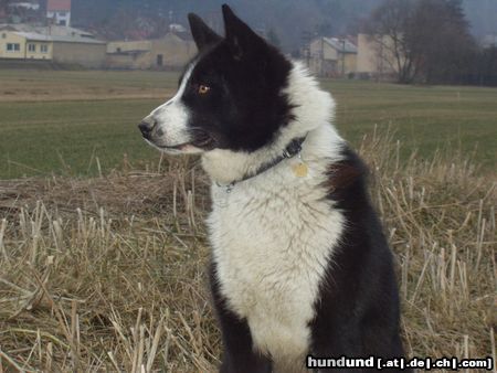 Karelischer Bärenhund Meine Berta, die schönste