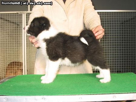 Karelischer Bärenhund Hunde Foto 8834 Karelischer Bärenhund 6 weeks old Karelian Beardog, named Vista