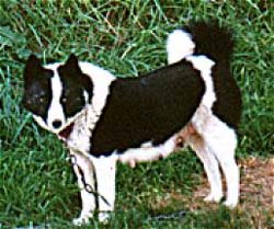 Karelischer Bärenhund Hunde Foto 51 Karelischer Bärenhund