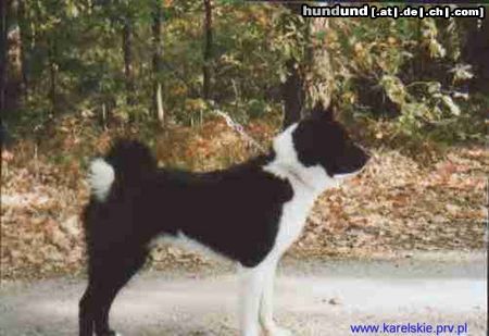 Karelischer Bärenhund Hunde Foto 9782 Karelischer Bärenhund CH PL Mł CH PL DUNAJ Wilczy Las