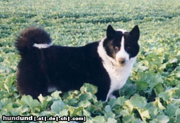 Karelischer Bärenhund Ich finde alle mäuse...