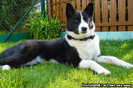 Karelischer Bärenhund Hunde Foto 44480 in höherer Auflösung ansehen Karelischer Bärenhund Darwin