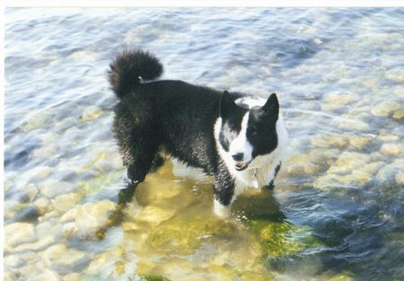 Karelischer Bärenhund Jari  zum gedenken