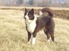 Karelischer Bärenhund Foto: Meine Berta, die schönste (ID 11748) Karelischer Bärenhund Hund