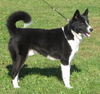 Karelischer Bärenhund Foto: Bjornehusets Lucky-Interchampion, Multichampion (ID 37195) Karelischer Bärenhund Hund