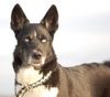 Karelischer Bärenhund Foto: SkyFly unsere KarelischeBärenhündin/Huskymix, Ausstrahlung und Stolz.... (ID 37662) Karelischer Bärenhund Hund