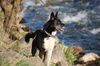 Karelischer Bärenhund Foto: SkyFly unsere KarelischeBärenhündin/Huskymix, ein starker Hund und etwas gans Besonderes.. (ID 37661) Karelischer Bärenhund Hund