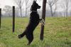 Karelischer Bärenhund Foto: SkyFly unsere KarelischeBärenhündin/Huskymix, ihr karelisches Blut kann sie nicht verleugnen (ID 37660) Karelischer Bärenhund Hund