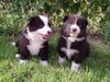Karelischer Bärenhund Foto: Puppies 4 weeks old (ID 12924) Karelischer Bärenhund Hund